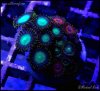 elite_reef_coral_DSC9466.JPG