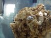 2008_0908_Aquarium 001.jpg