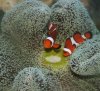 Nemo.jpg