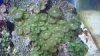 coral2.jpg