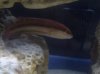 Slippery Dick Wrasse.jpg
