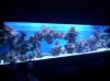 aquascape1.jpg