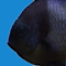 688.gif