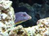 Blue Spot 1.JPG