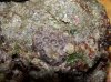 Liverock close up.jpg