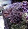 New Coral.jpg