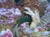 ALGAE 1.jpg