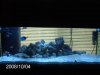 aquarium 017.jpg