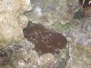 red zoas.jpg