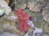 red coral1.jpg