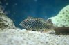 Aquarium 171.jpg