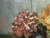stylophora.jpg