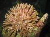 birdnest 001.jpg