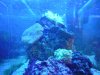 aquarium 002.jpg