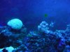 aquarium 006.jpg