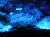 aquarium 007.jpg