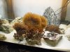 coralsinqt.jpg