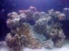 reef tank 017.jpg