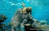 coral-reef--coral-reef.jpg