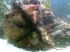 brittle star.jpg