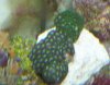 New Zoas.jpg