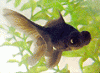 buster_post01.gif