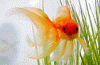 rudy_post01.gif