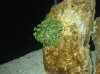 Coral1.jpg