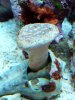 DSC_0010b.jpg