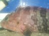 Eyebrow fish.jpg