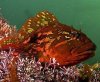 Rock Greenling.jpg