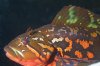 rock greenling 2.jpg