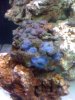 Blue Mushrooms.jpg