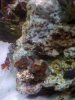 first inhabitants 022.jpg