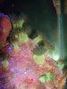 bad anemone.jpg