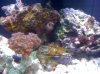 REEF 9-20 012.jpg