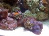 REEF 9-20 007.jpg