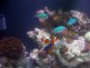 reef 11-22 009.JPG