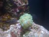 reef 11-22 004.JPG