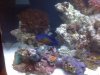 reef 11-23 003.JPG