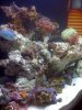 reef 11-23 022.JPG