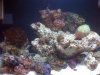 reef 11-23 002.JPG