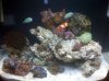 reef 11-23 001.JPG
