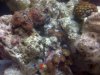 reef 11-23 018.JPG