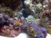 reef 11-23 013.JPG