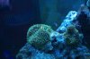 blenny and clown.jpg
