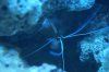 cleaner shrimp.jpg