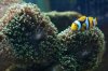 clown and coral.jpg