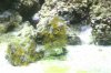 yellow polyps.jpg