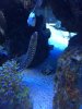 Eel1.jpg